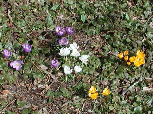  Frühling auch im Schwarzwald 