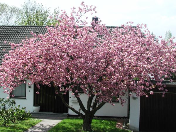  Unser Blütenbaum in Nachbars Garten 