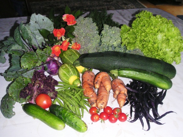  reiche Ernte: Gemüse und Salat . . . 