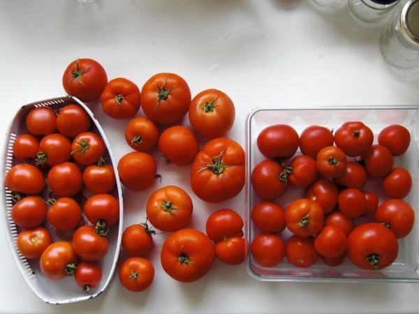  reiche Tomaten-Ernte: Stolz der Garten-Chefin . . . 